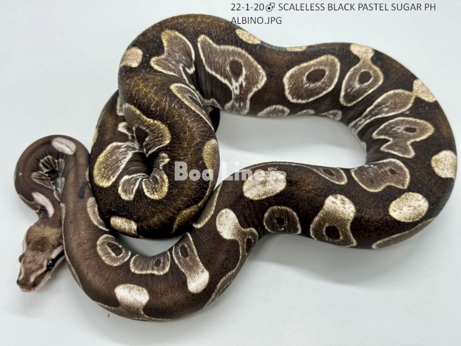 SCALELESS BLACK PASTEL SUGAR PH ALBINO 